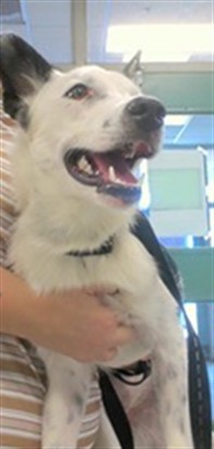 Adoptable Dog