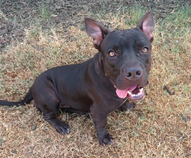 Adoptable Dog