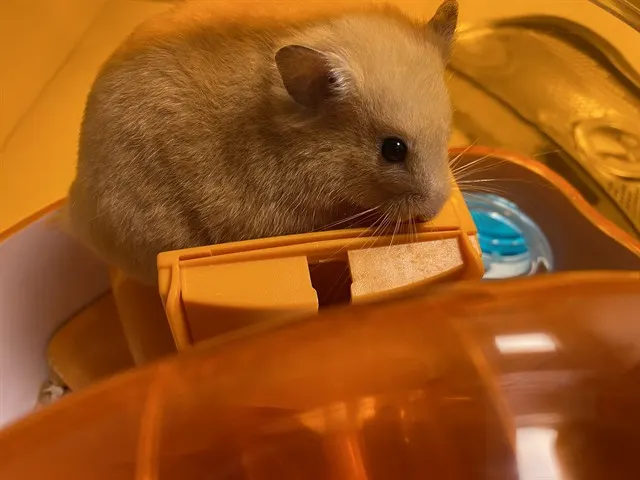 Peaches