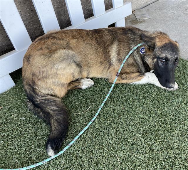 Adoptable Dog