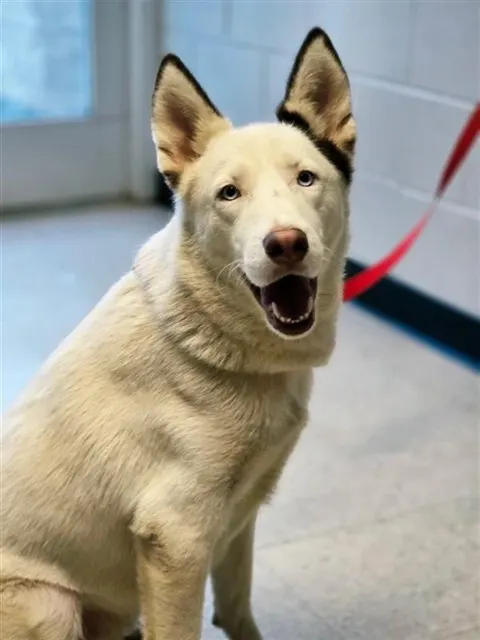 Echo