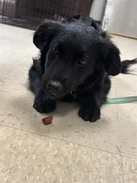Arlo