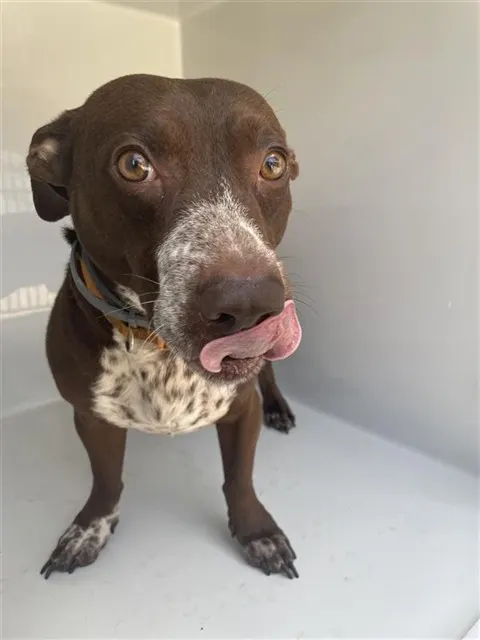 Adoptable Dog