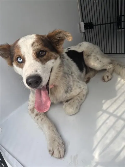 Adoptable Dog
