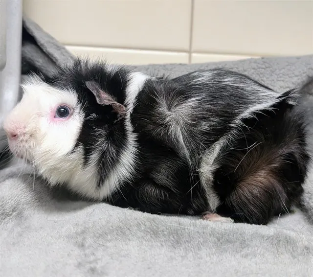 Pepper