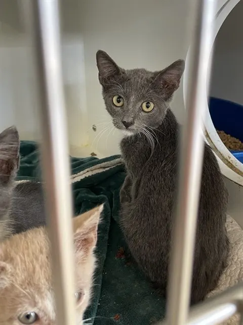 Mittens