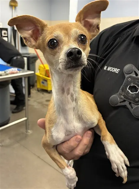 Opie