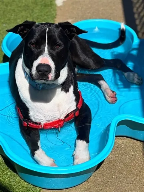 Luca