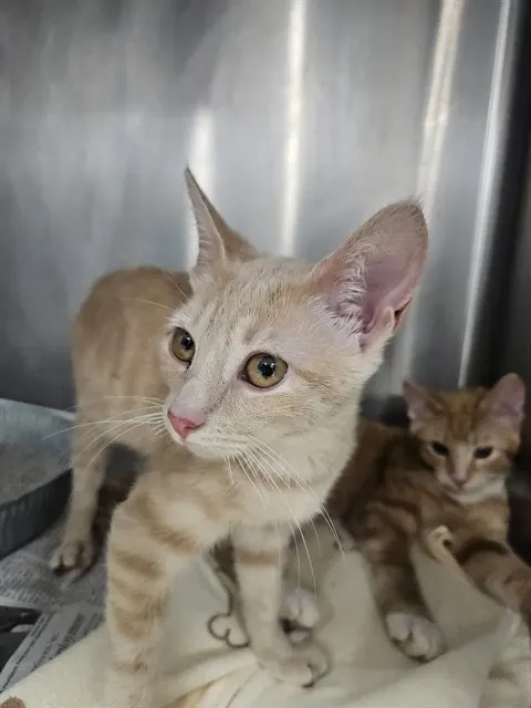 Adoptable Cat