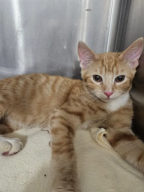 Adoptable Cat