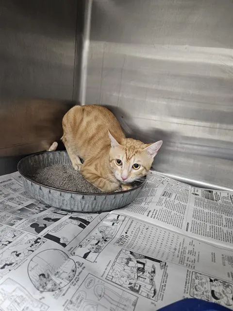 Adoptable Cat