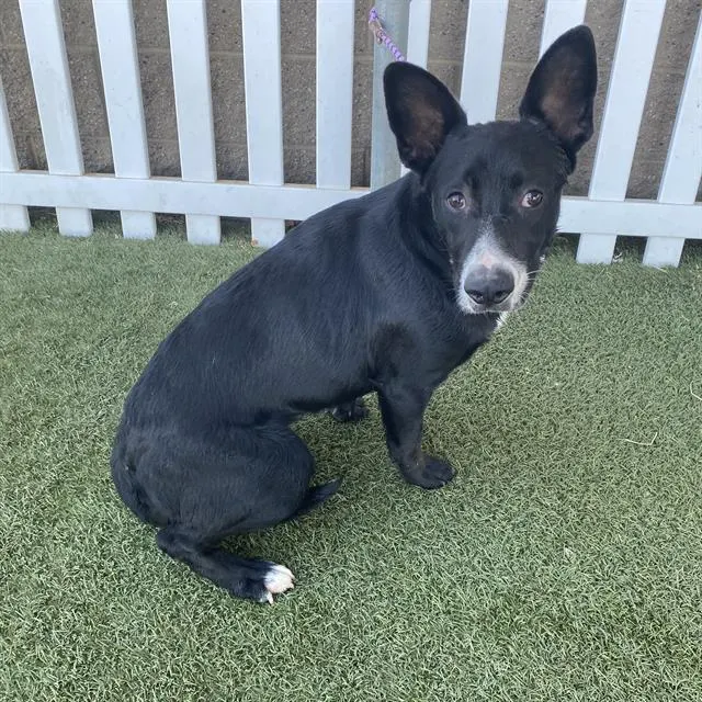 Adoptable Dog