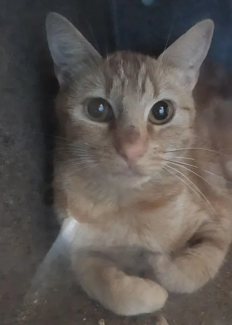 Nuberta