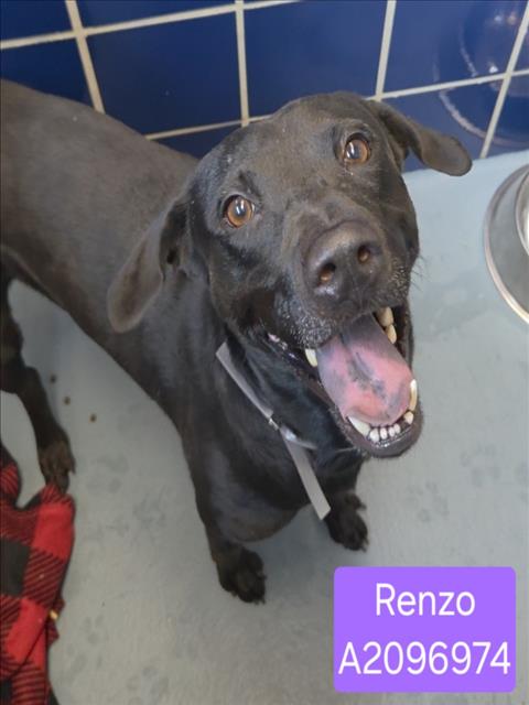 Renzo