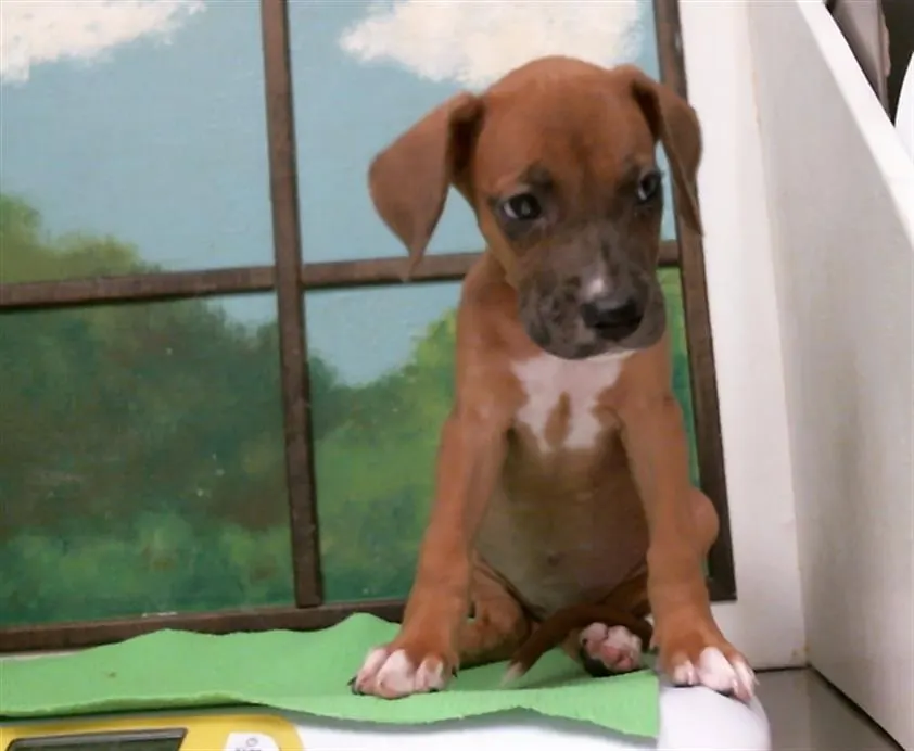 Adoptable Dog