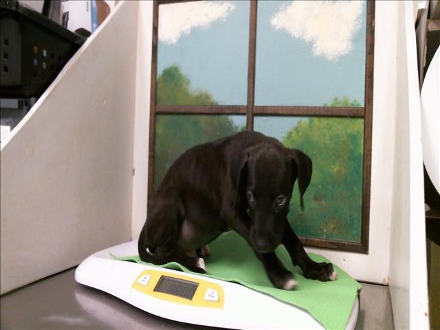 Adoptable Dog