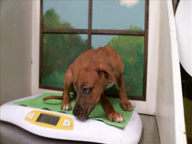 Adoptable Dog