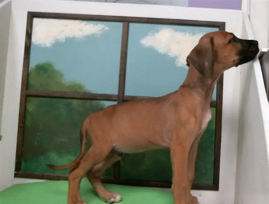 Adoptable Dog