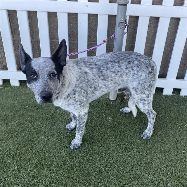 Adoptable Dog