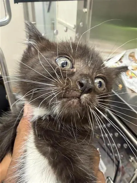 Smokey