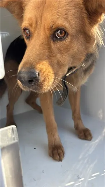 Adoptable Dog
