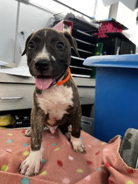 Otis