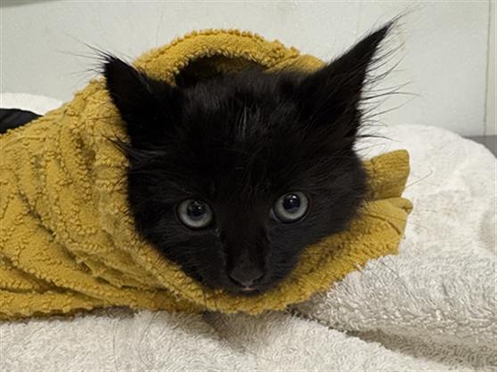 Adoptable Cat