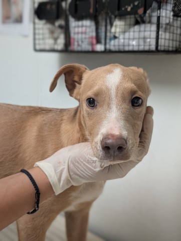 Pup 12