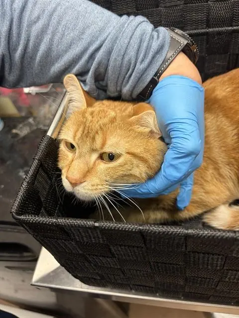 Pussante