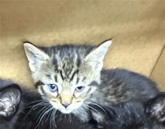 Adoptable Cat