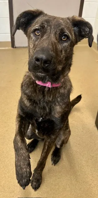 Lottie