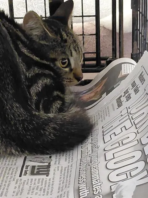 Adoptable Cat