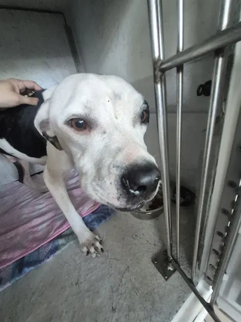 Adoptable Dog