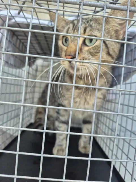 Adoptable Cat