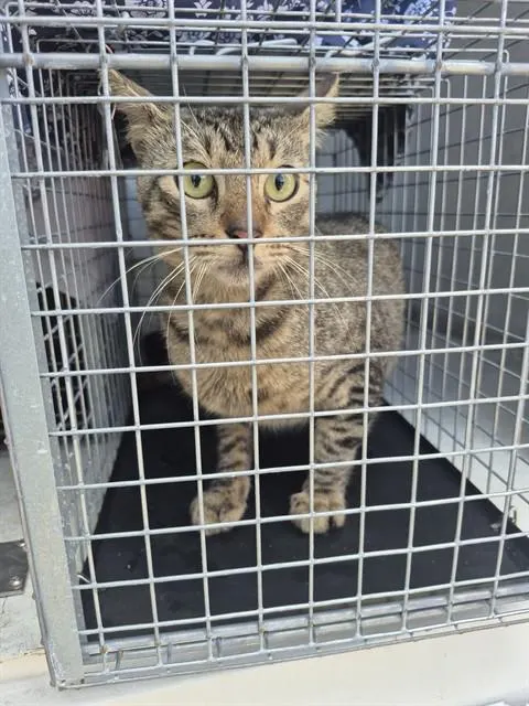 Adoptable Cat
