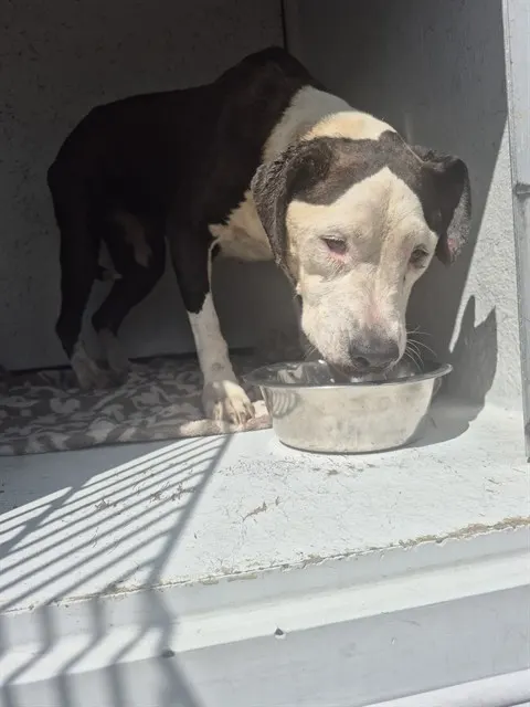 Adoptable Dog