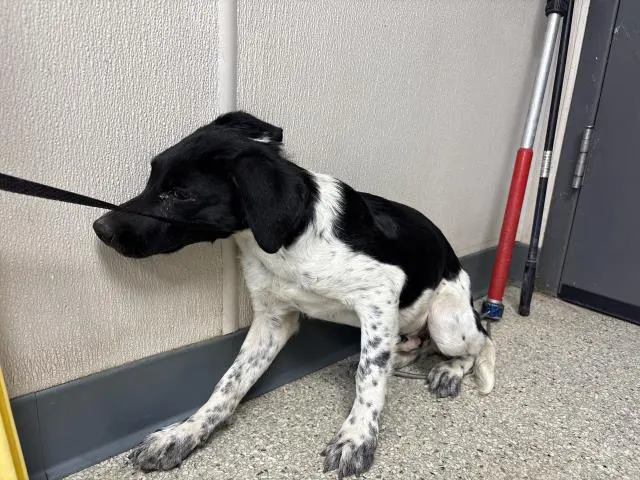 Adoptable Dog