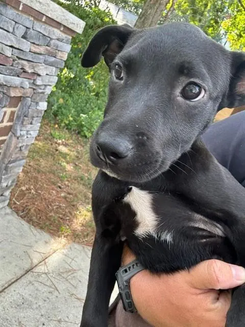 Heidi