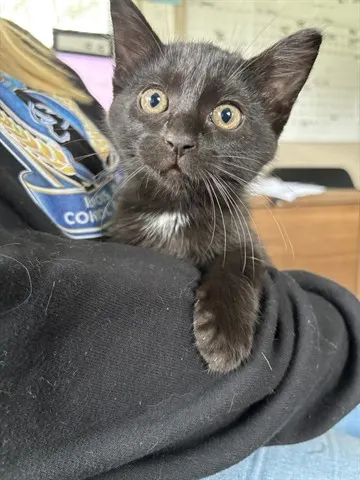 Mikita