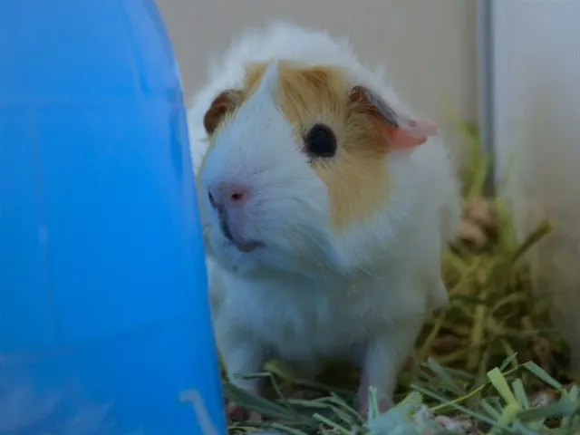 Arugula