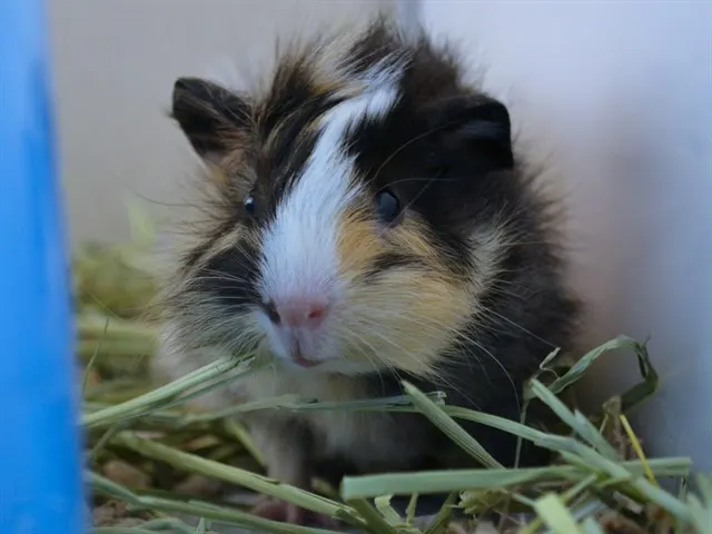 Endive