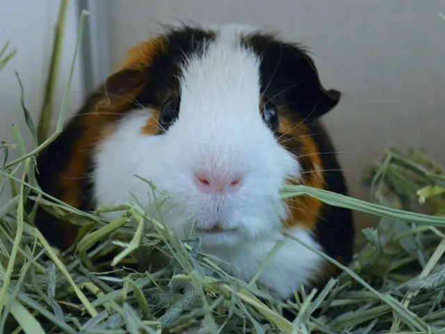 Pickle