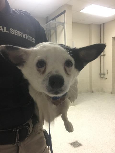 Adoptable Dog