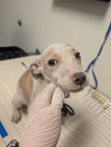 Pup 2