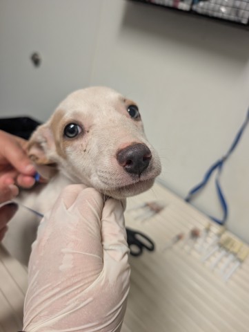 Pup 3