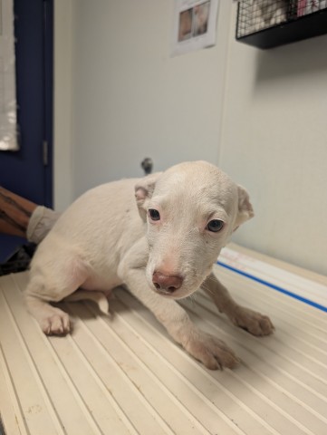 Pup 6
