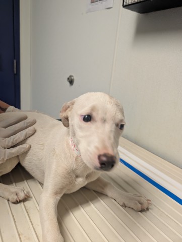 Pup 7
