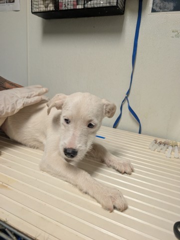 Pup 9