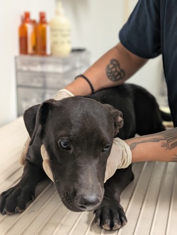 Pup 14