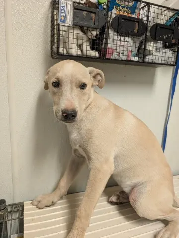 Pup 15